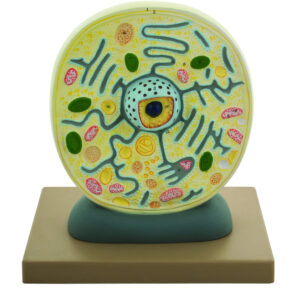 EISCO Plant Cell Model Electron Microscope Structure