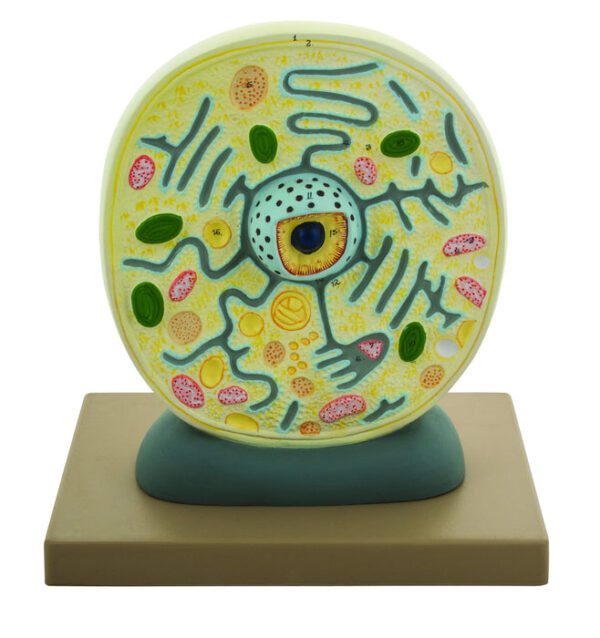EISCO Plant Cell Model Electron Microscope Structure