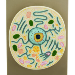 Model Typical Plant Cell on plastic base