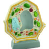 Hand Painted Plant Cell Model 10 000 times Enlarged