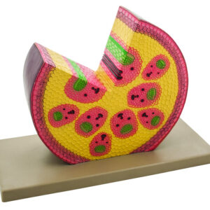 Model Monocot Stem