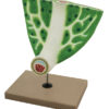 Model Leaf Anatomy