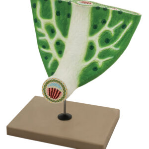 Model Leaf Anatomy
