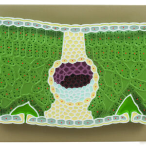 Dicot Leaf Model on Base - 11" - Greatly Magnified - Eisco Labs