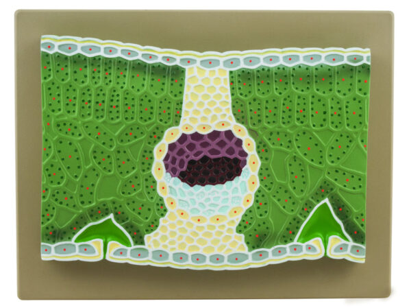 Dicot Leaf Model on Base - 11" - Greatly Magnified - Eisco Labs