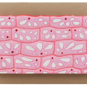 Model Onion Epidermal Cell