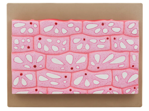 Model Onion Epidermal Cell