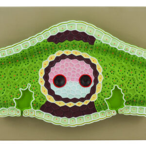 Monocot Leaf Model Vertical Section 13" x 10" - 300x Magnified - Eisco Labs