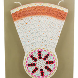 Monocot Root Model - Transverse Section - Precise Hand Painted Details - Labeled with Included Key Card - Mounted on Base - Eisco Labs