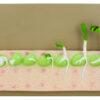 Eisco Labs Seed Germination Model (Pea) on base; 14 inches