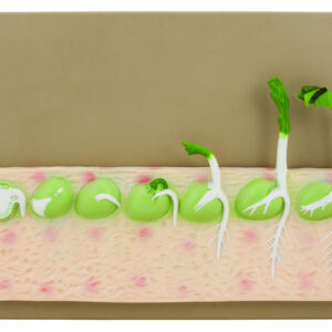 Eisco Labs Seed Germination Model (Pea) on base; 14 inches