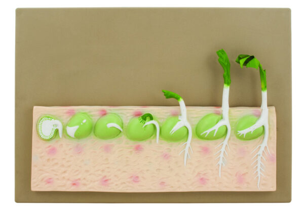 Eisco Labs Seed Germination Model (Pea) on base; 14 inches