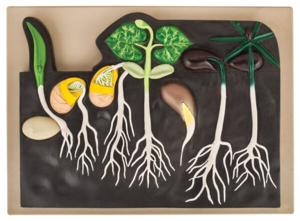 Model Germination
