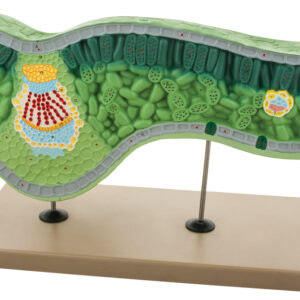 Model Leaf Structure