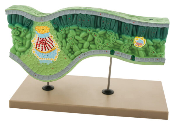 Model Leaf Structure