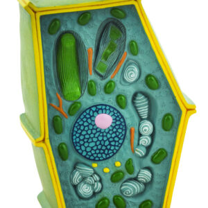 Eisco Labs Plant Cell Model; free standing 50 million times enlarged; 10" X 6.5" X 4"