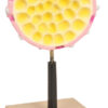 Model A Nucleus