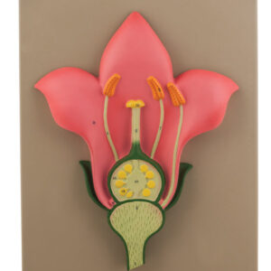 Model Solanum Nigrum V.S.