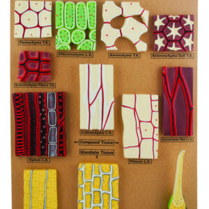 Model Type of Plant Tissues