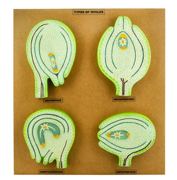Model Type of Ovules