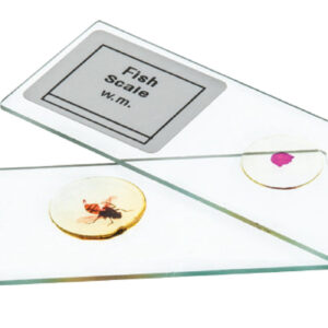 Microscope Slide Set - Basic Biology