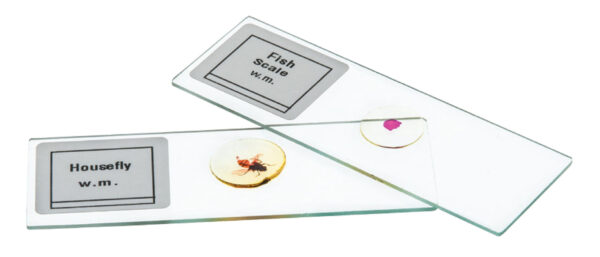 Microscope Slide Set - Basic Biology