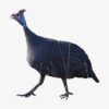 Guinea Fowl (Imported)