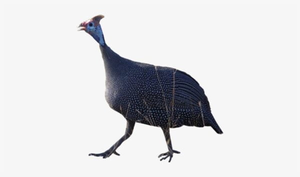 Guinea Fowl (Imported)