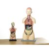 Economy Human Torso Model With Head