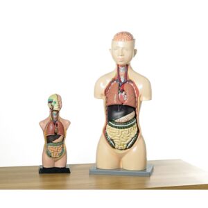 Economy Human Torso Model With Head