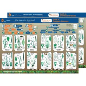 Identification Guide: British Grasses Pack of five