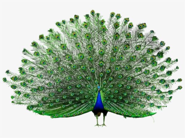 Peacock