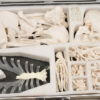 Disarticulated Skeleton