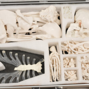 Disarticulated Skeleton