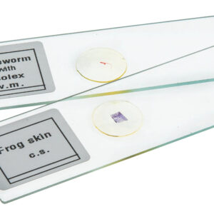 Microscope Slide Set Algae Beginner Set of 6 Slides