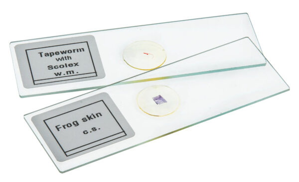 Microscope Slide Set Algae Beginner Set of 6 Slides