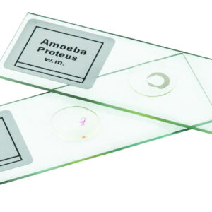 Microscope Slide Set Introductory Set No. III Set of 25