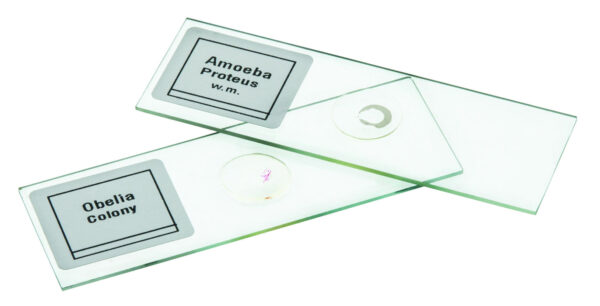 Microscope Slide Set Introductory Set No. III Set of 25