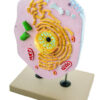 EISCO Animal Cell Model, Hand Painted