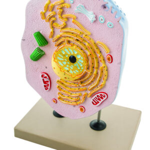 EISCO Animal Cell Model, Hand Painted