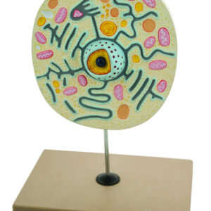 Eisco Labs Animal Cell Model on Stand; greatly magnified; cell 9" X 8" X 3"