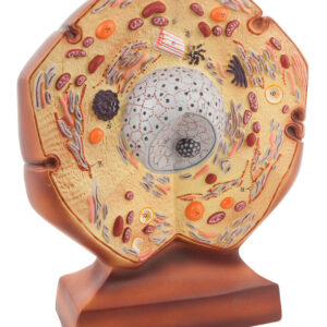 Model Animal Cell