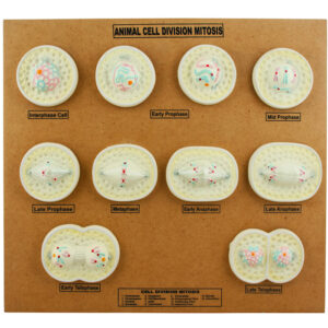 EISCO Animal Cell Mitosis Model
