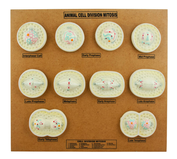 EISCO Animal Cell Mitosis Model