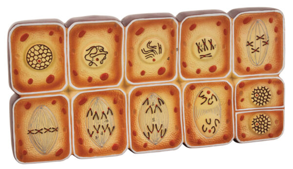 Model Cell Division Mitosis