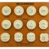 EISCO Animal Cell Meiosis Model