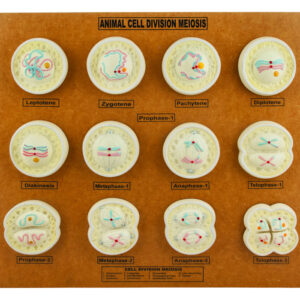 EISCO Animal Cell Meiosis Model