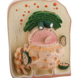 Model Ultra Structure of Cell