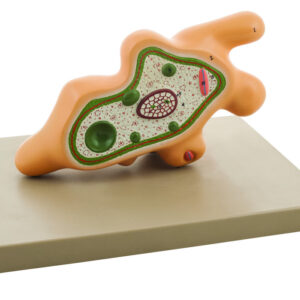 Eisco Labs Amoeba Proteus Model on base; enlarged approx. 1000 times; pseudopod extended
