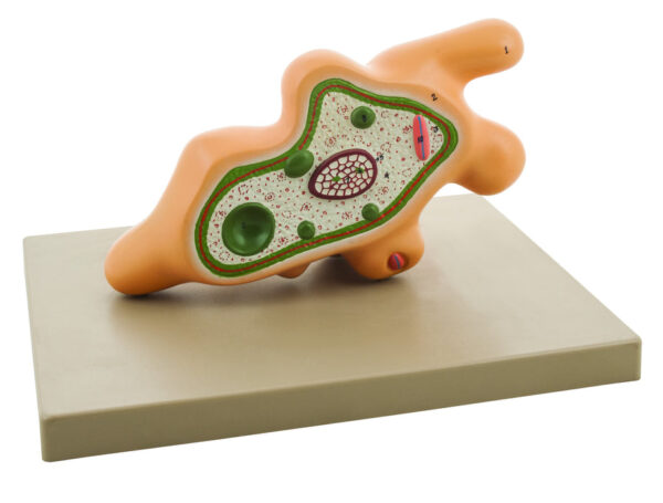 Eisco Labs Amoeba Proteus Model on base; enlarged approx. 1000 times; pseudopod extended